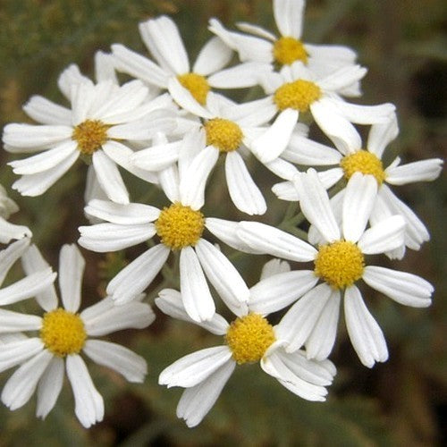 Tanacetum ptarmiciflorum 'Silver Lace'
