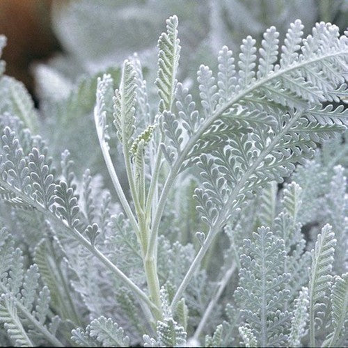 Tanacetum ptarmiciflorum 'Silver Lace'