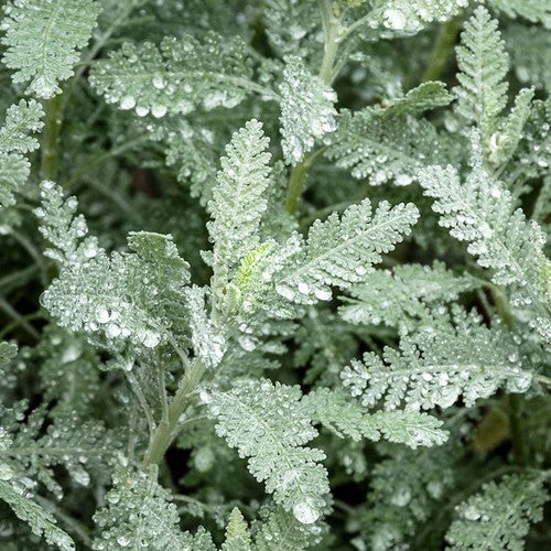 Tanacetum ptarmiciflorum 'Silver Lace'
