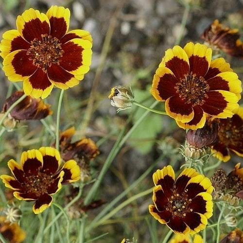 Thelesperma burridgeanum