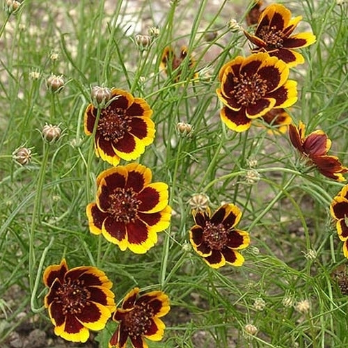 Thelesperma burridgeanum