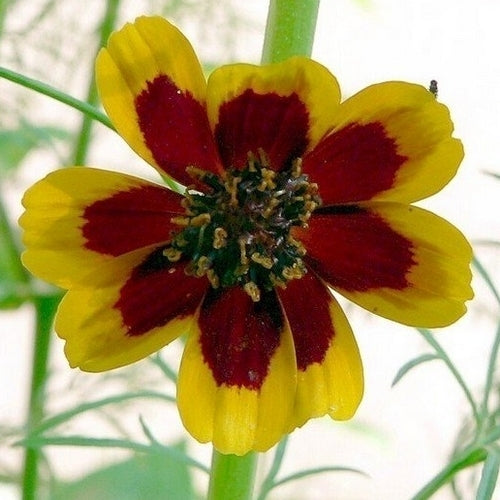 Thelesperma burridgeanum