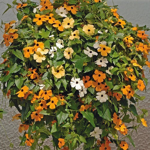 Thunbergia alata 'Susie Mix'