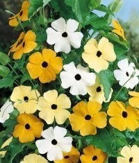 Thunbergia alata 'Susie Mix'