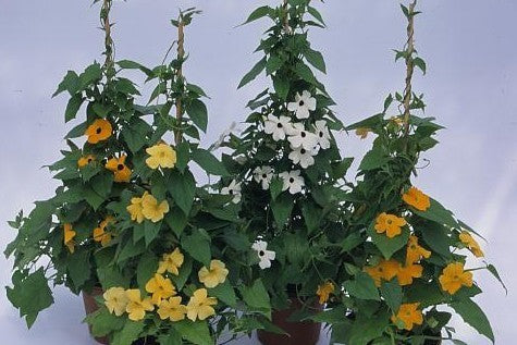 Thunbergia alata 'Susie Mix'