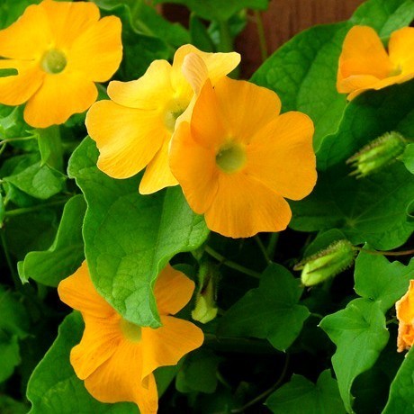 Thunbergia alata 'Sunrise Orange'