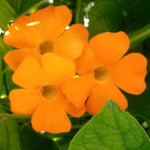 Thunbergia alata 'Sunrise Orange'