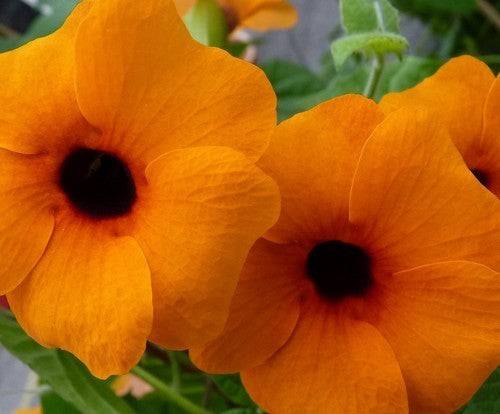 Thunbergia alata 'Sunrise Orange With Eye'