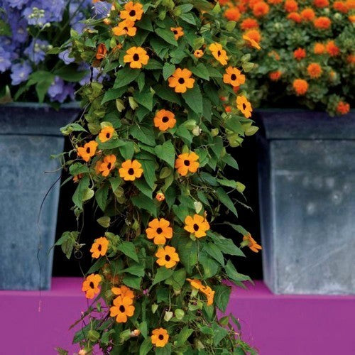 Thunbergia alata 'Sunrise Orange With Eye'