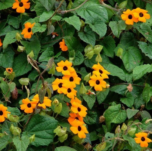 Thunbergia alata 'Sunrise Orange With Eye'