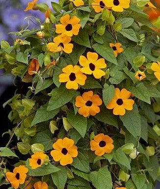 Thunbergia alata 'Sunrise Orange With Eye'