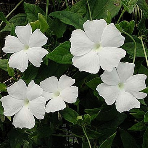 Thunbergia alata 'Sunrise White'