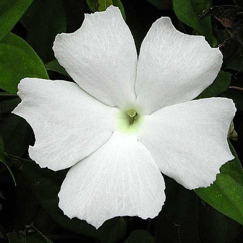 Thunbergia alata 'Sunrise White'