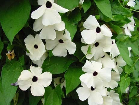 Thunbergia alata 'Sunrise White With Eye'