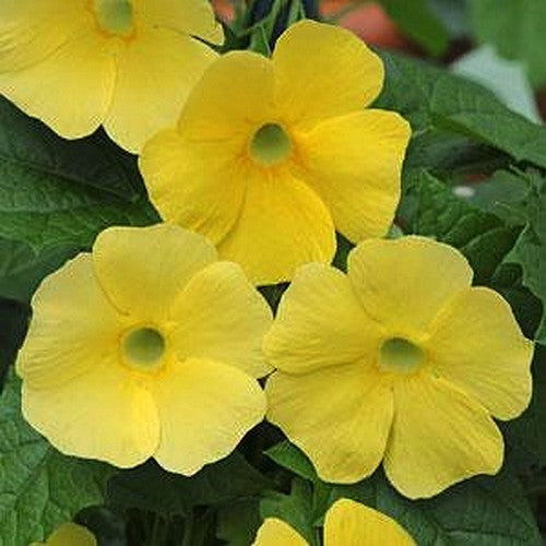 Thunbergia alata 'Sunrise Yellow'