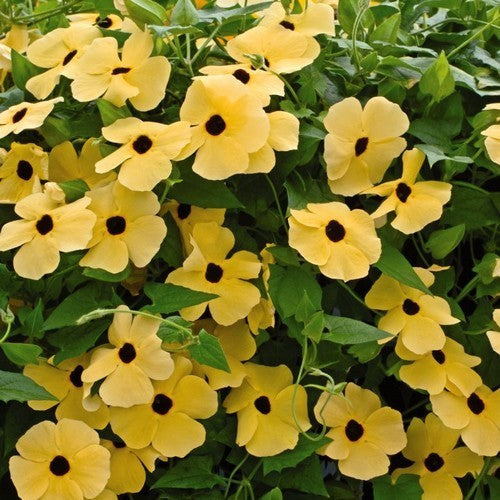 Thunbergia alata 'Sunrise Yellow With Eye'