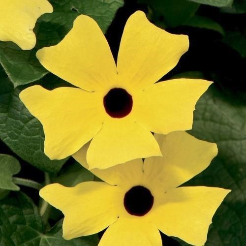 Thunbergia alata 'Sunrise Yellow With Eye'