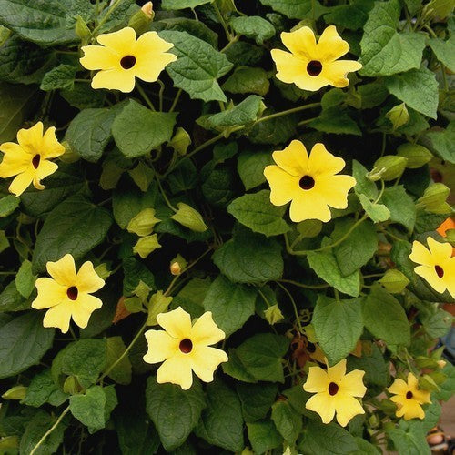 Thunbergia alata 'Sunrise Yellow With Eye'