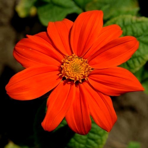 Tithonia rotundifolia 'Red Torch'