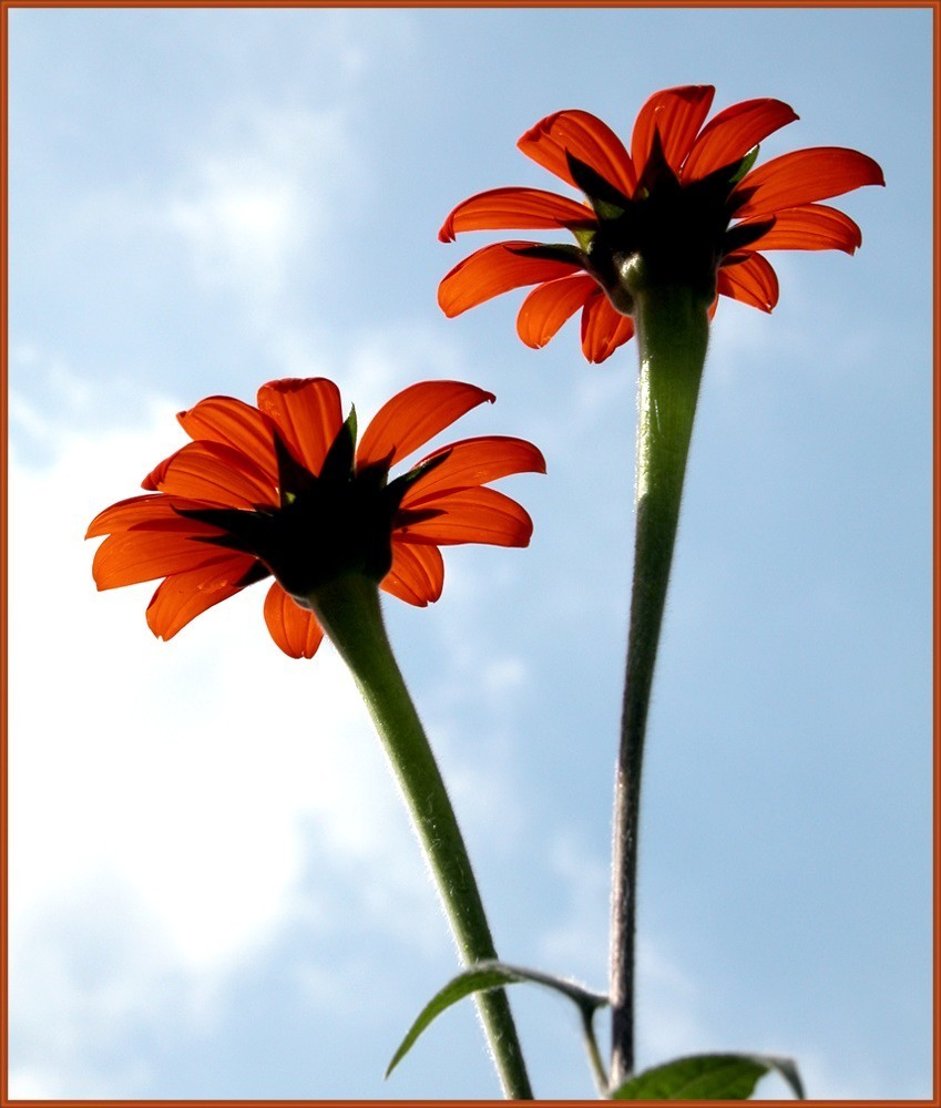 Tithonia rotundifolia 'Red Torch'