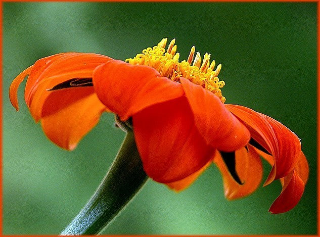 Tithonia rotundifolia 'Red Torch'