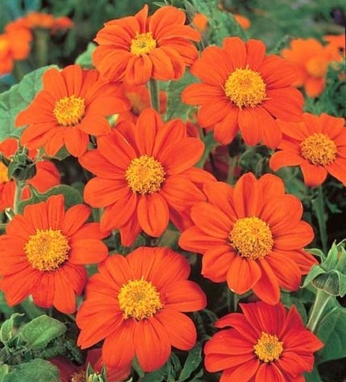 Tithonia rotundifolia 'Goldfinger' / 'Fiesta Del Sol'