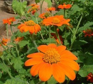 Tithonia rotundifolia 'Goldfinger' / 'Fiesta Del Sol'
