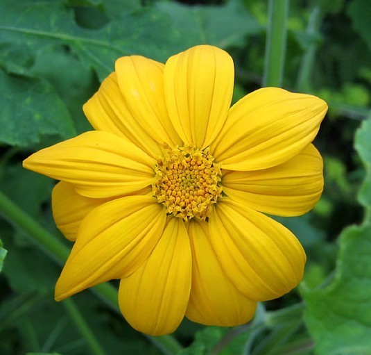 Tithonia rotundifolia 'Yellow Torch'