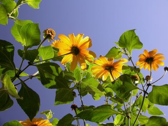 Tithonia rotundifolia 'Yellow Torch'
