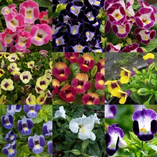 Torenia fournieri 'Kauai' F1