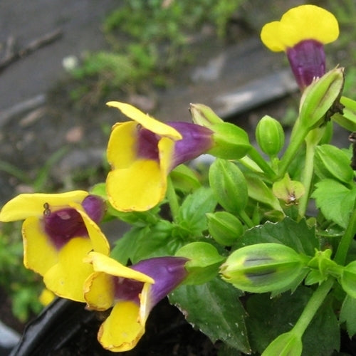 Torenia fournieri 'Kauai' F1