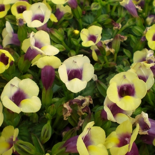 Torenia fournieri 'Kauai' F1