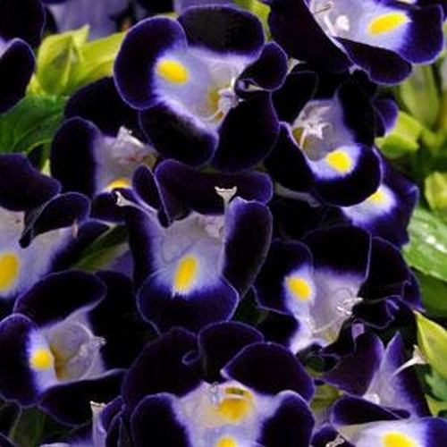 Torenia fournieri 'Kauai' F1