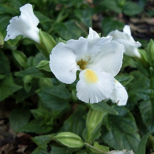 Torenia fournieri 'Kauai' F1