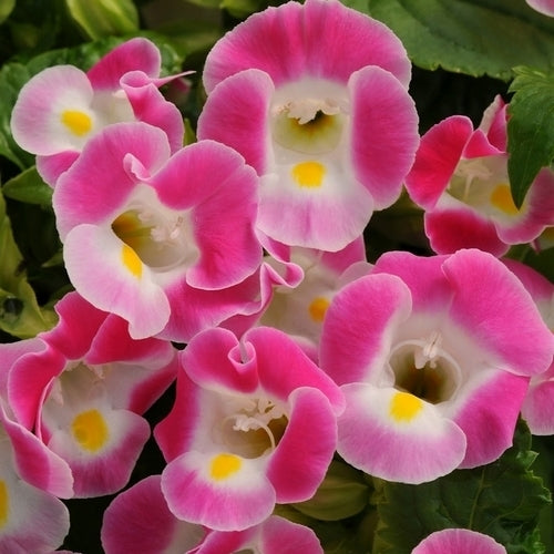 Torenia fournieri 'Kauai' F1