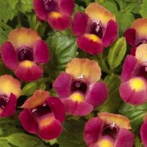 Torenia fournieri 'Kauai' F1