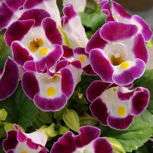 Torenia fournieri 'Kauai' F1