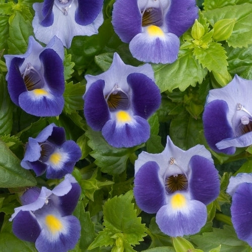 Torenia fournieri 'Kauai' F1