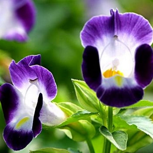 Torenia fournieri 'Kauai' F1