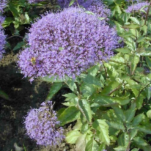 Trachelium caeruleum 'Michigan Blue'