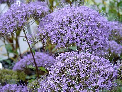Trachelium caeruleum 'Michigan Blue'