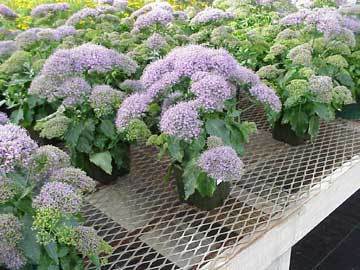 Trachelium caeruleum 'Michigan Blue'