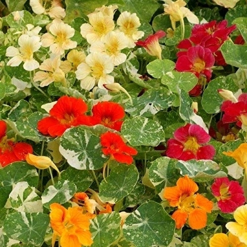 Tropaeolum nanum (Tom Thumb Type) 'Alaska Mixed'