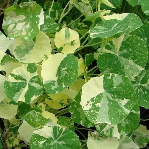 Tropaeolum nanum (Tom Thumb Type) 'Alaska Mixed'