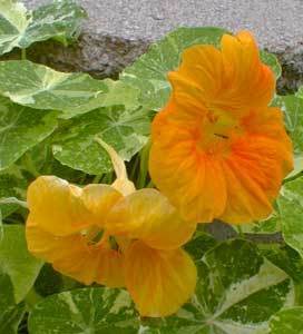 Tropaeolum nanum (Tom Thumb Type) 'Alaska Salmon Orange'