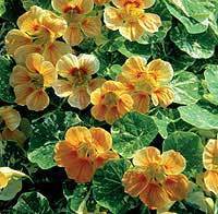 Tropaeolum nanum (Tom Thumb Type) 'Alaska Salmon Orange'