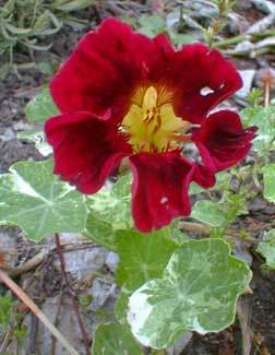 Tropaeolum nanum (Tom Thumb Type) 'Alaska Tip Top Red'