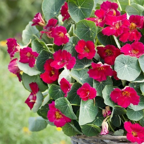 Tropaeolum minus 'Baby Deep Rose' / 'Tip Top Bright Rose'