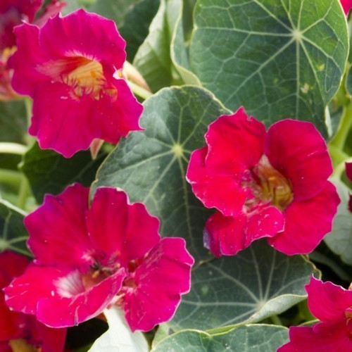 Tropaeolum minus 'Baby Deep Rose' / 'Tip Top Bright Rose'