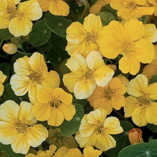 Tropaeolum majus 'Banana Cream' / 'Banana Split'